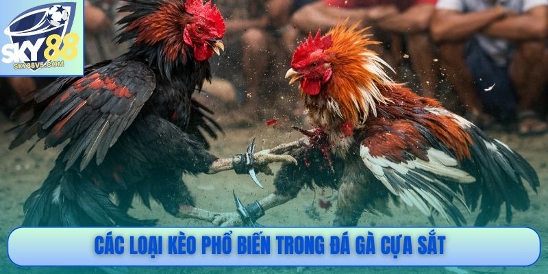 Các loại kèo phổ biến trong đá gà cựa sắt