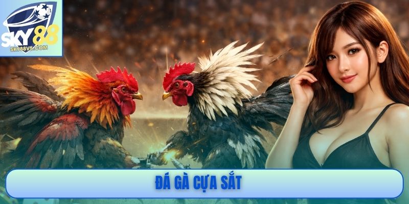 Đá Gà Cựa Sắt