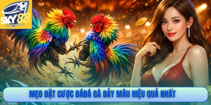 Mẹo cá cược đá gà bảy màu đạt hiệu quả cao