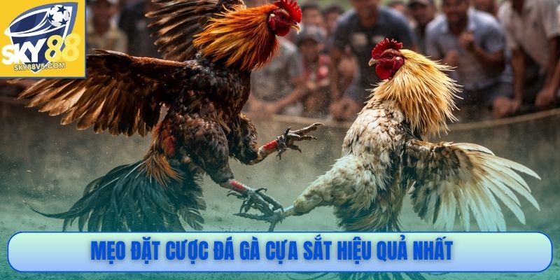Mẹo đặt cược đá gà cựa sắt hiệu quả nhất